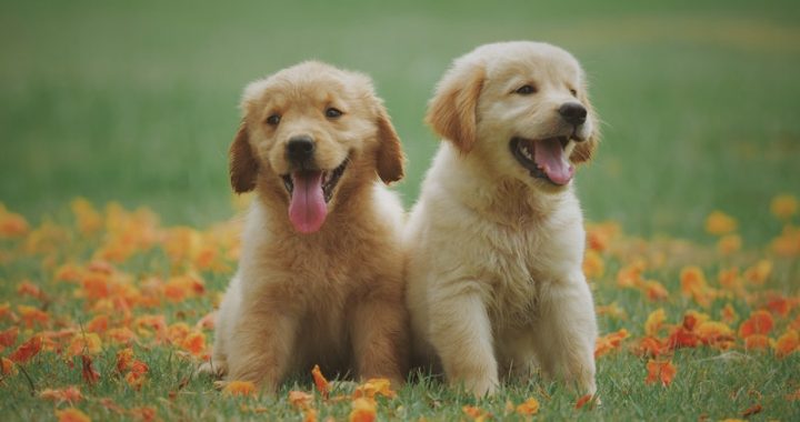 Pet Dog